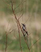   (Saxicola rubetra)